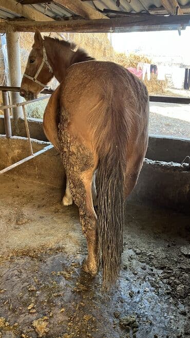 корманные собаки: Продаю | Кобыла (самка) | На забой, Для разведения, Рабочий | Племенные — 1