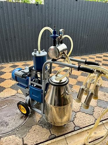 будка бу: Продаю | Корова (самка) — 3