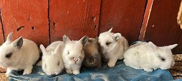Башка жаныбарлар: Карликовые декоративные крольчата - Порода/тип: мини/декоративные — 1