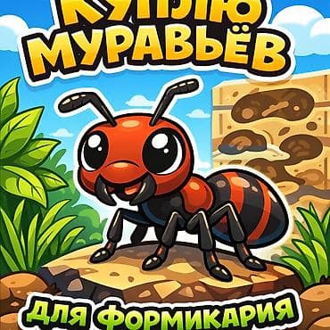 ящик пчел: Покупаю муравьёв для формикария. Ищу колонии или одиночных маток — 1