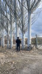 земля ивановка: Продаются тополя. Местонахождение с. Барскоон, Джети-Огузский район — 2