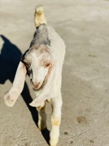 продажа щенков немецкой овчарки в бишкеке с документами: Сатам | Улак | Нубий | Көбөйтүү үчүн — 4