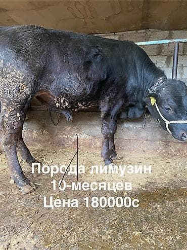 монбельярд цена: Продаю | Бык (самец) | На откорм | Привязанные — 3