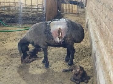 стрижка на дому: Ветеринар на выезд всех видов животных 24/7 Диагностика Лечение — 3