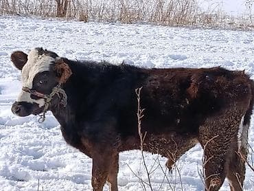 адлер: Продаю | Музоо, торпок | На откорм | Привязанные — 1