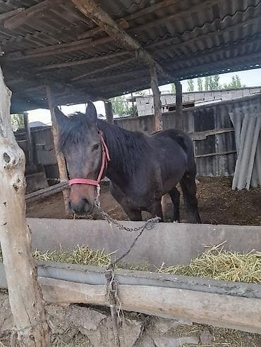 Продаю | Кобыла (самка) | Для разведения