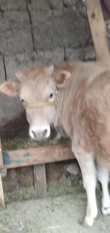 Башка жаныбарлар: Сатам | Бука (эркек), Кунаажын | Бордоп семиртүү үчүн | Байланган — 3