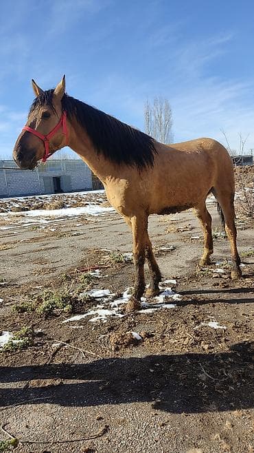 белый конь: Продаю | Конь (самец) | Конный спорт — 4