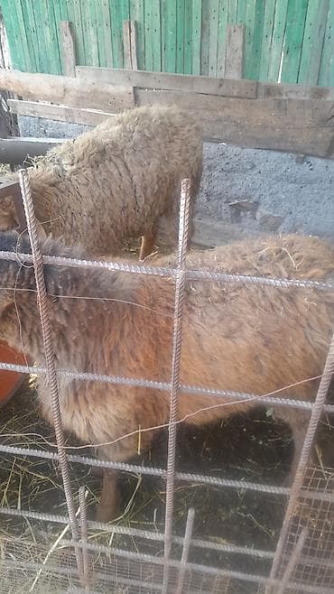 Козы, козлы: Продаю | Овца (самка) | Для разведения | Ярка — 8