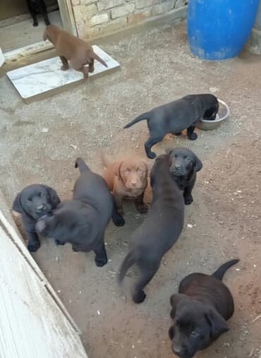 пудель карликовый: Лабрадор-ретривер, 2 месяца, Самец — 1