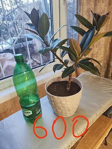 Фикус эластика (каучуконосный), комнатные растения в горшках — 1