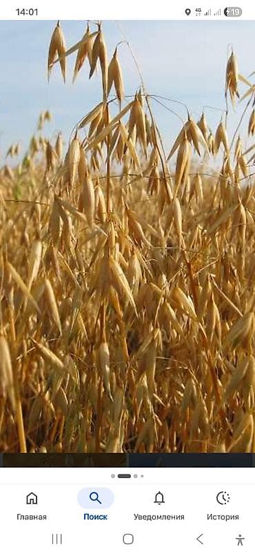 Үй жана бакча: Находится выше новопокровки рядом село Партизан — 2