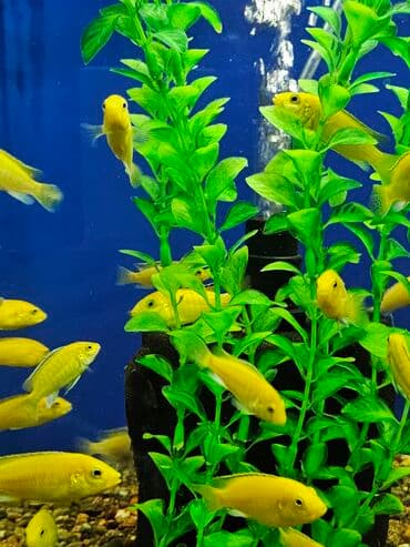 вислоухие котята бишкек цена: Цихлиды-подростки оптом! - бирюзовая акара - голубой дельфин - — 20