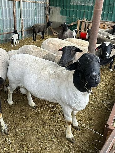 мука рыбная купить: Продаю | Баран (самец) | Для разведения | Племенные — 4