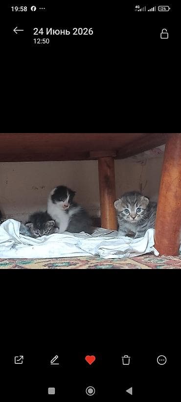 cane corso: 3 котят длинношёрстые,едят всё приучены к твёрдой пище,2 месячные — 2