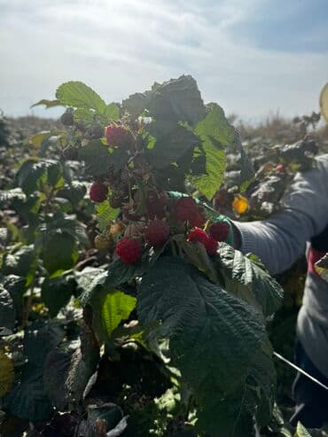 печка для отопления бишкек цена: Саженцы малины (корневые отпрыски) - малина из плодоносящей — 6