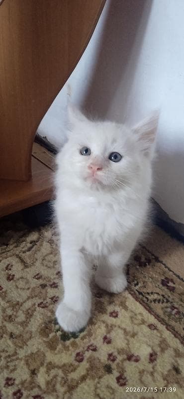 Животные: Мейн-Куны🥰. Продаётся Эксклюзивный Мейн-Кун ❤️ котик 😊 Будет скорее — 3