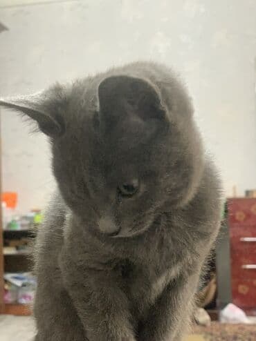 хочу котёнка: Котёнок с ровной дымчато‑серой шерстью и янтарными глазами. Плюшевый — 2