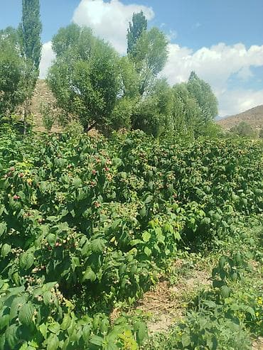 Малина Оптом