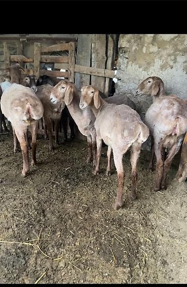 котята сиамской кошки: Продаю | Овца (самка), Ягненок | Для разведения — 1