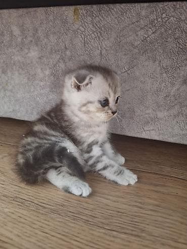 кошка в оше: Шотландские вислоухие котята (Scottish Fold), серебристый мрамор на — 2