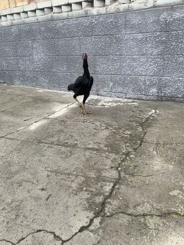 продаю породистых коров: Продаю | Куры, Петух | Дакан | Для разведения, Несушки, Для боев — 9