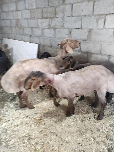 сухое молоко для животных: Продаю | Овца (самка) | Для разведения | Матка — 6