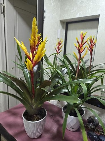 Комнатные растения: Комнатные растения в горшках 1) Гузмания (Bromeliaceae) - Эффектное — 7