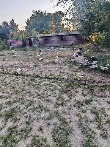 С/х животные и товары: Продается Утки 25 шт цена договорная.Утки и гуси – домашняя птица для — 3