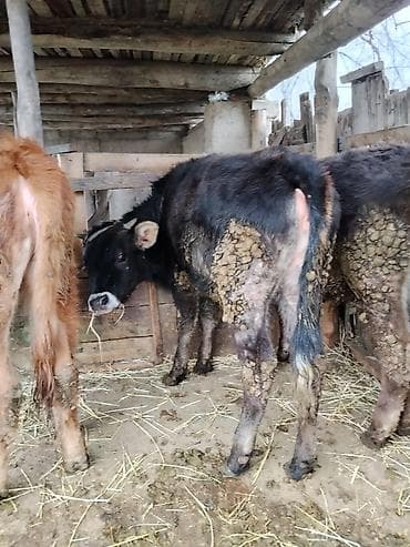 кой сойобуз: Продаю | Музоо, торпок | Полукровка | На откорм | Привязанные — 3