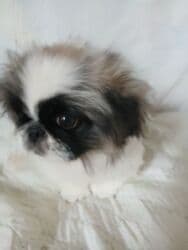 Вязка собак: Пекинес, 3 месяца, Самец, С прививкой, С родословной — 2