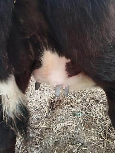 животные каракол: Продаю | Тёлка | На откорм | Нетель — 6