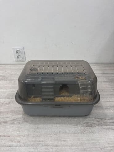 Грызуны: Две очаровательные Джунгарские девочки🎀, возраст 3 месяцев, ищут новый — 2