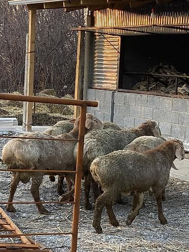 самоед купить: Продаю | Баран (самец) | Арашан | Для разведения | Осеменитель — 4