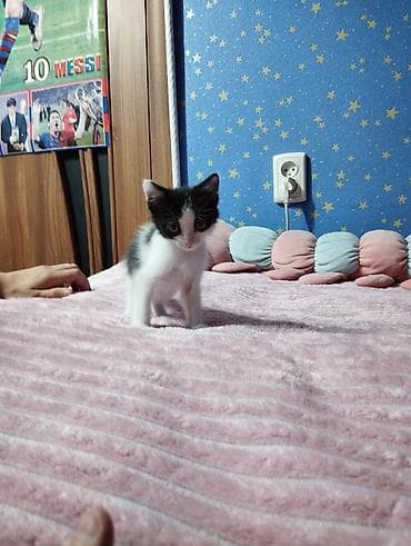 мышык бекер: Отдаем котят в добрые руки — 3