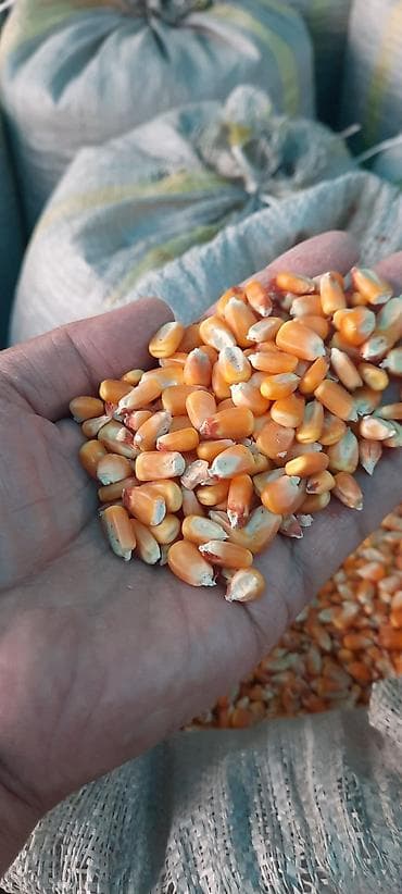 Кукуруза стекляшка рушенная зерно в мешках - Тип: сухое кукурузное