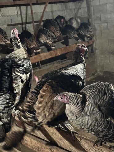 индюки цыплята: Продаю | Индюшка (самка), Индюк (самец) | Черный принц, Северокавказская | Для разведения | Племенные — 6