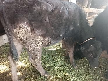 Птицы: Продаю | Тёлка — 1