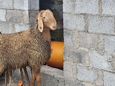 алабай итер: Продаю | Баран (самец) | Арашан | Для разведения | Племенные — 6