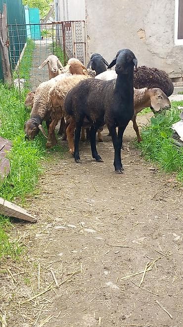 осеменитель: Продаю | Баран (самец) | На забой | Осеменитель — 1