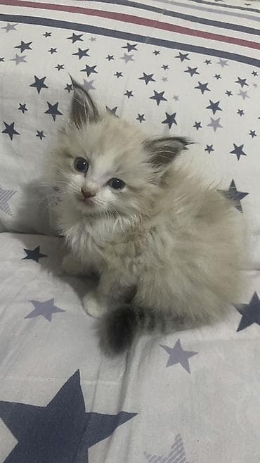 сиамский кот цена: Котёнок, длинношёрстный, кремово-белого окраса с тёмным ушками и — 3