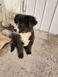 собака машка: Собака даром: Дворняжка, 3 месяца, Самка — 5