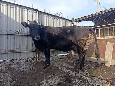 кошки шотланские: Продаю | Корова (самка) | Для молока | Привязанные — 3