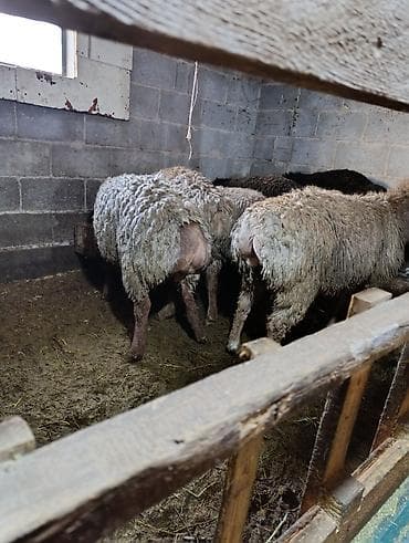 голубая вислоухая кошка: Продаю | Овца (самка) | Для разведения | Осеменитель — 6