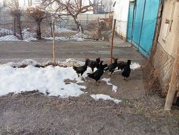 птицы бишкек: Село маевка 6 шт — 1