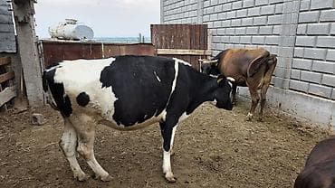 Животные: Продаю | Корова (самка) | Голштин | Для молока | Стельные — 1