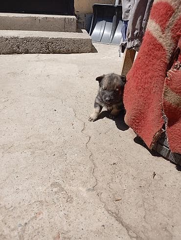 купит корги: 1 месяц, Самка — 2