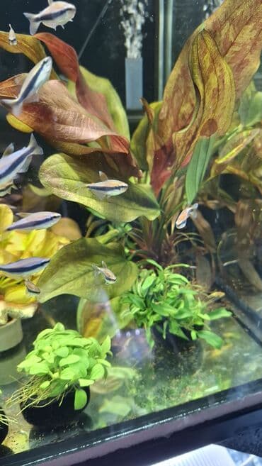 Линолеум: Аквариумные растения — живые, выращенные в воде Предлагаются — 6