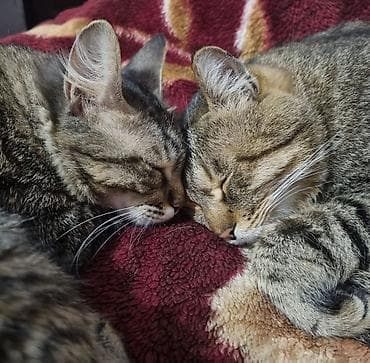 сколько стоит кинолог для собаки: 🐱🐾 Гостиница-передержка для кошек в центре города 🐾 Если вам нужно — 1