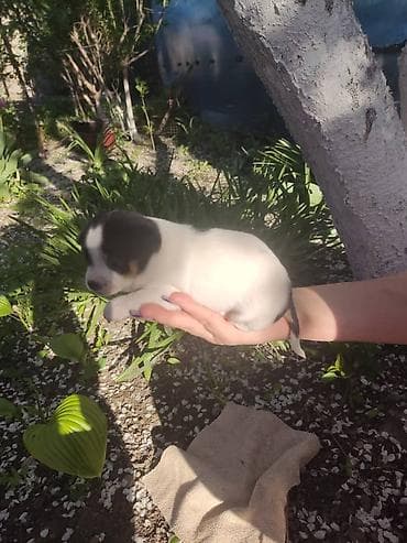 каракол собаки: Чихуахуа, 1 айлык, Ургаачы, Эмделген — 10